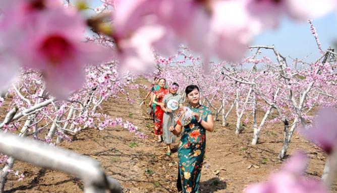 青島市即墨區(qū)桃花盛開(kāi)迎游客 農(nóng)旅融合促致富