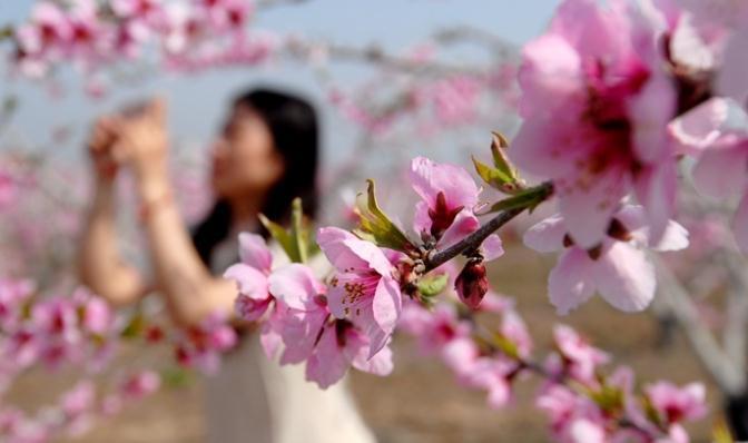 青島市即墨區(qū)桃花盛開(kāi)迎游客 農(nóng)旅融合促致富