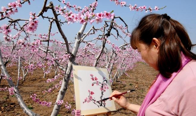 青島市即墨區(qū)桃花盛開(kāi)迎游客 農(nóng)旅融合促致富